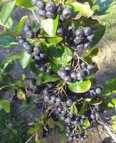 Rezervacije u toku za jesenju sadnju voćnih sadnica