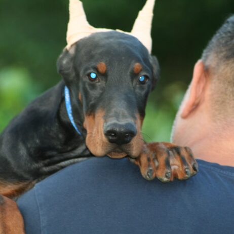 Na prodaju štenci dobermana