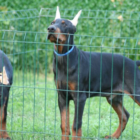 Na prodaju štenci dobermana