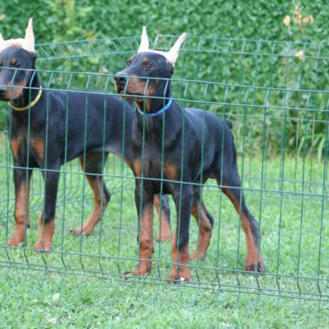 Na prodaju štenci dobermana