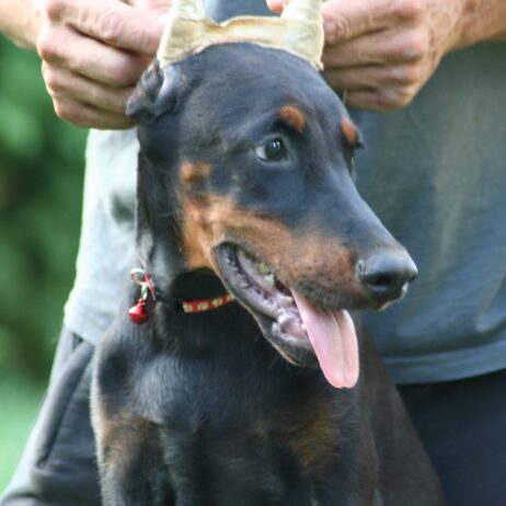 Na prodaju štenci dobermana