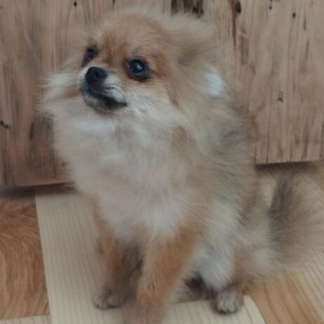 Pomeranac boo