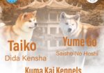 Akita Inu