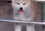 Akita Inu