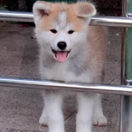 Akita Inu