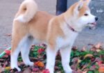 Akita Inu