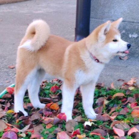 Akita Inu