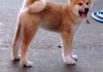 Akita Inu