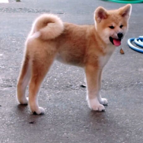 Akita Inu