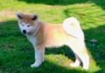 Akita Inu