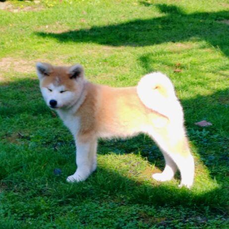 Akita Inu