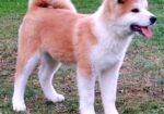 Akita Inu