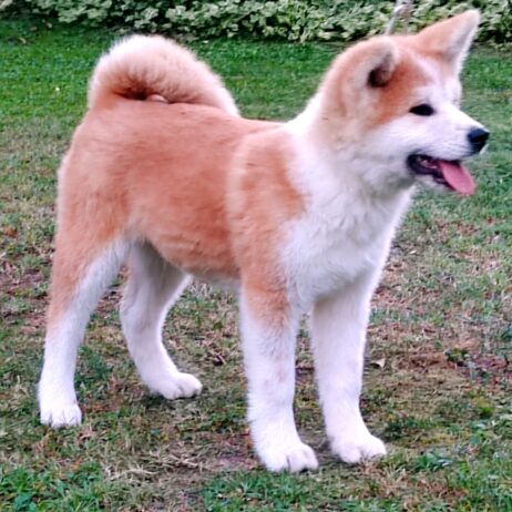 Akita Inu