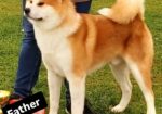 Akita Inu