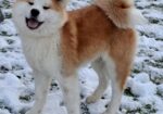 Akita Inu