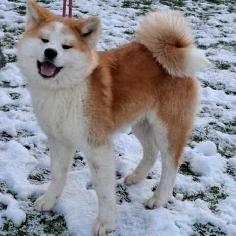 Akita Inu