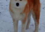 Akita Inu