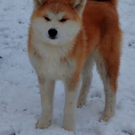 Akita Inu