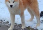 Akita Inu