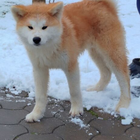 Akita Inu