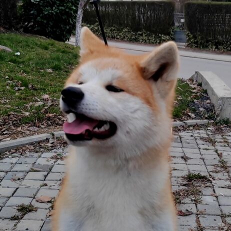 Akita Inu – ženke