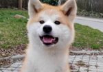 Akita Inu – ženke