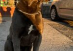 Cane corso za parenje