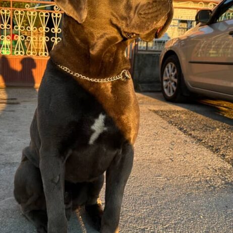 Cane corso za parenje