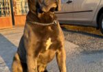 Cane corso za parenje
