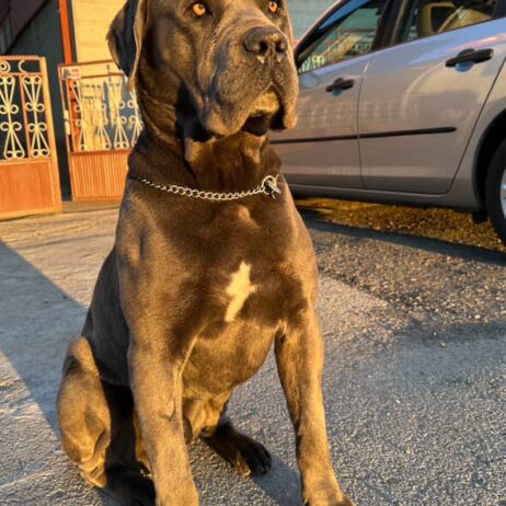 Cane corso za parenje