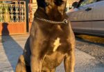 Cane corso za parenje