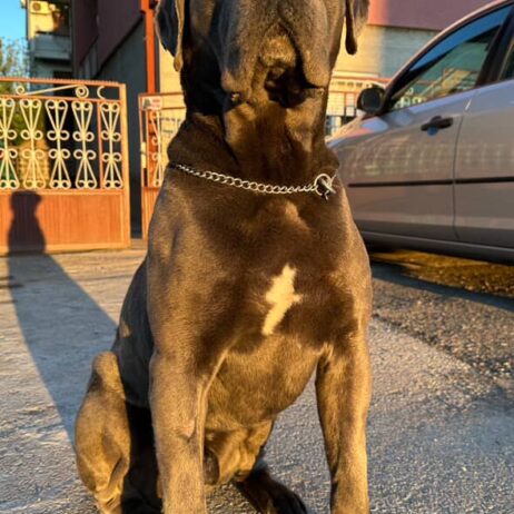 Cane corso za parenje