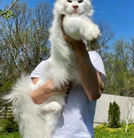 Maine Coon mačići
