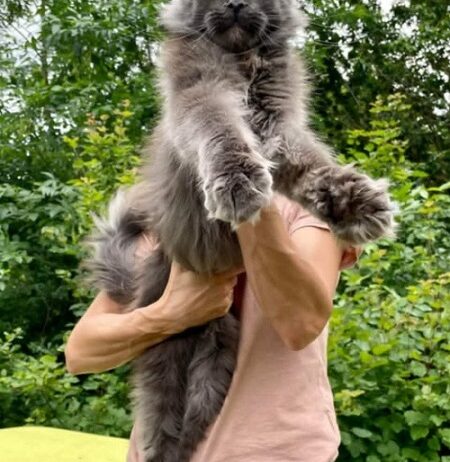 Maine Coon mačići