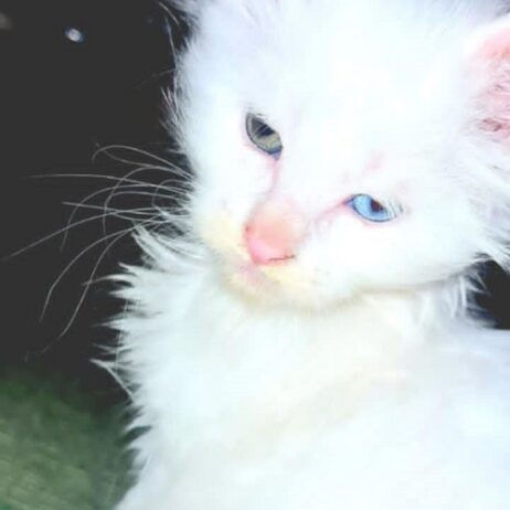Maine Coon mačići