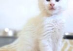 Maine Coon mačići