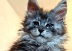 Maine Coon mačići