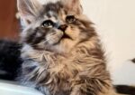 Maine Coon mačići