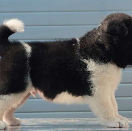 Američka Akita, novo leglo