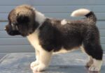Američka Akita, novo leglo