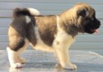 Američka Akita, novo leglo