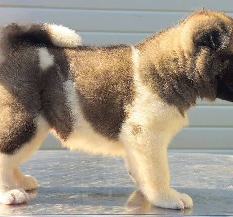 Američka Akita, novo leglo