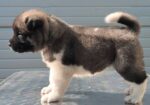 Američka Akita, novo leglo