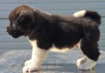 Američka Akita, novo leglo