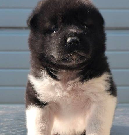 Američka Akita, novo leglo