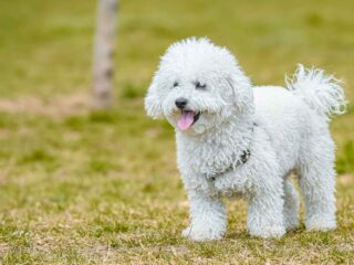 White_Toy_Poodle