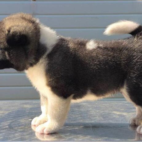 Američka Akita, štenci šampionskog porekla