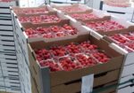 Sadnice maline