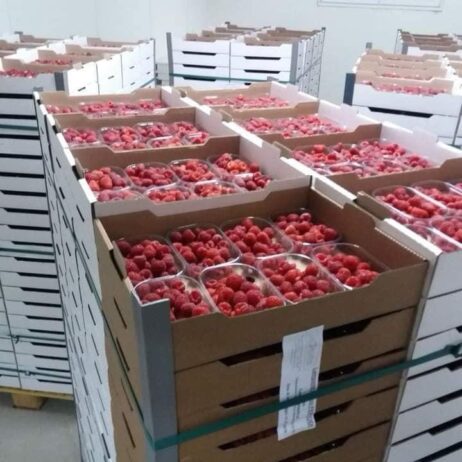 Sadnice maline
