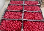 Sadnice maline
